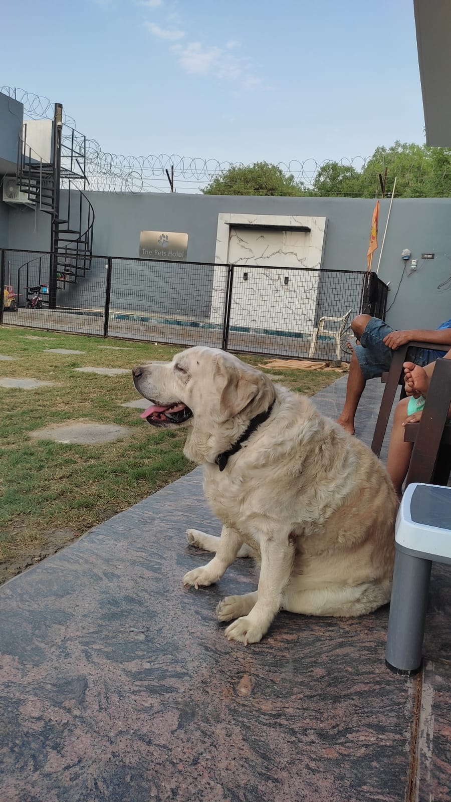 dog-day-cares-at-the-pets-hotel